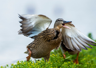Funny duck