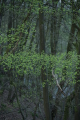 Obraz premium Young leafs at beech trees inside a forest