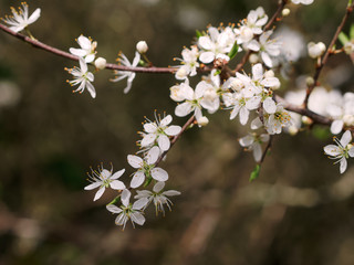 Close-up of cherry blossom flowers and buds. Spring concept.