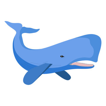 sperm whale image, blue sperm whale, marine animal