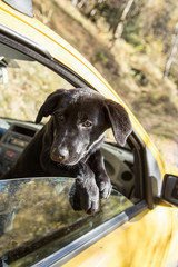 Portrait of a young black Labrador puppy in a yellow car.