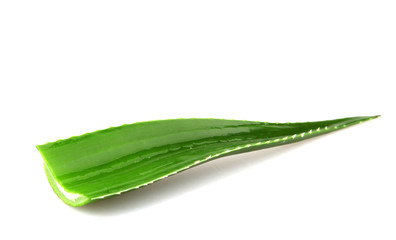 Aloe vera plant isolated on white background. Aloe vera is a succulent plant species of the genus...