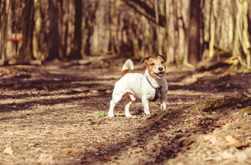 Dog in empty spring park walking alone off-leash on sunny day