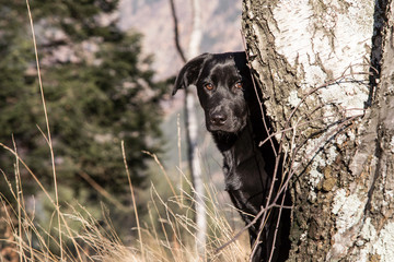 Portrait of a young black Labrador puppy in the forest.