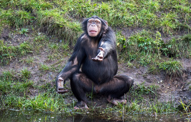 chimpanse