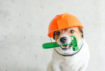 Do it yourself (DIY) home renovation  concept with dog in hardhat holding hummer in mouth against...