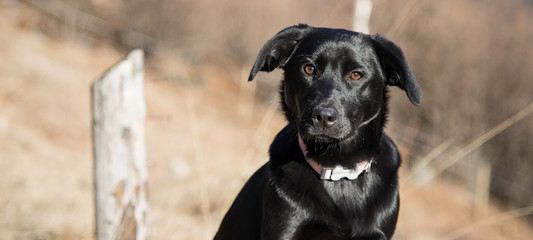 Portrait of a young black Labrador puppy