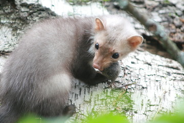 European pine marten (Martes martes) posing on camera