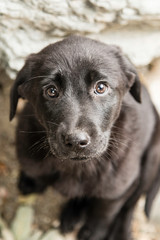 Dog breed black labrador puppy portrait isolated on grey background. 