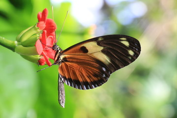Butterfly insect on a pink flower in bloom