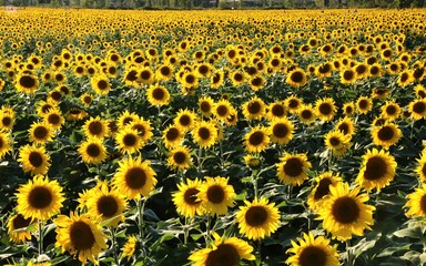 Field of sunflowers in full bloom
