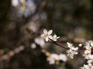 Close-up of cherry blossom flowers and buds. Spring concept.