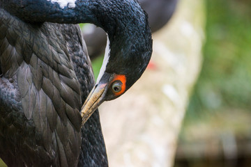 Kormoran