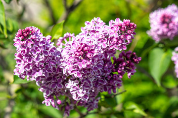 Branch of spring blossoming purpure pink lilac with green leafs. Closeup lilac. Background of flowers. Nature and plants