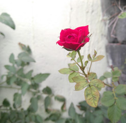 red rose on a wooden background