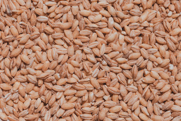 A close up of pearl barley grains. Raw porridge top view. Grain pattern. Vegan Raw Food.