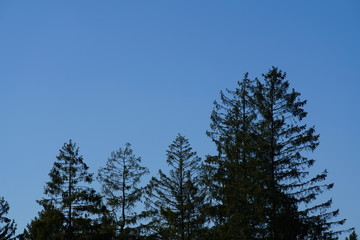 Bäume vor blauem Himmel als Bestandteile der natürlichen Umwelt des Siegerlandes und des Sauerlandes