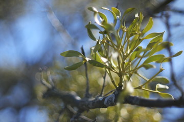 bright green mistletoe 
