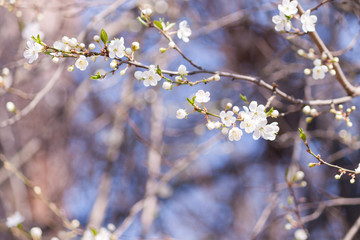 Flowers blooming blossom blurred spring background.