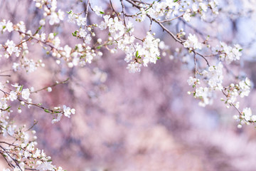 Flowers blooming blossom blurred spring background.
