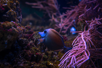 Obraz na płótnie Canvas Nice sea fish in blue water sea coral reef aquarium nature fish wild