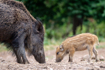 Wildschwein