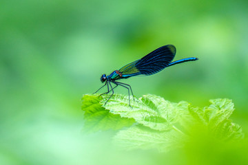 Libelle