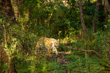 wild bengal tiger of terai region forest at uttarakhand india - panthera tigris