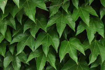  background image of dark green leaves of wild grape