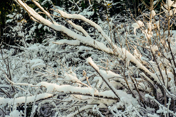 Tree branches covered with snow on a sunny day. Snow covered black bush branches