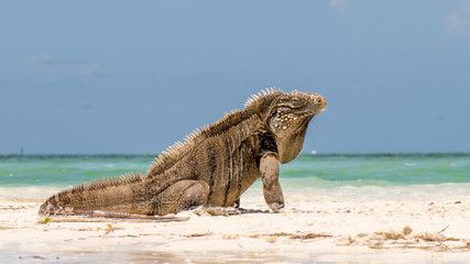 Kuba Leguan am Strand