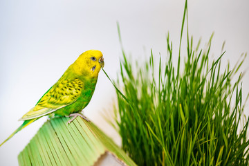 a green budgie sits next to the green grass