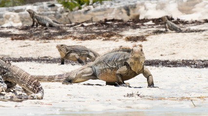 Kuba Leguan am Strand