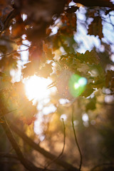 Peaceful scene of Sunlight Through Dry Leaved Oak