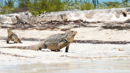 Kuba Leguan am Strand
