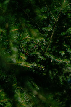green needles of pine tree as natural background