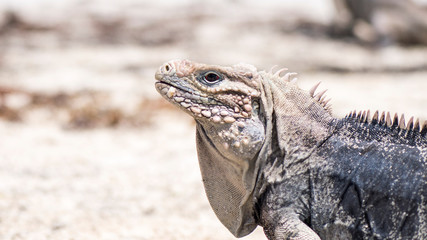 Kuba Leguan am Strand