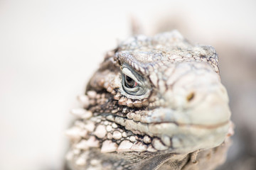 Kuba Leguan am Strand