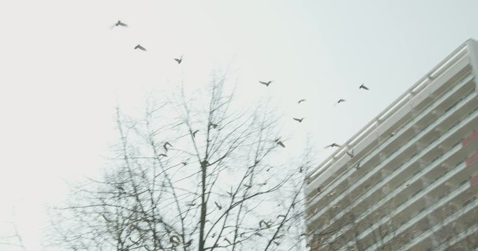Flock of Birds Flying Around in the Sky on Bright Day in Slow Motion