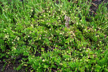 Vaccinium oxycoccos is also known as small cranberry, bog cranberry, swamp cranberry. Cranberries on small green branches