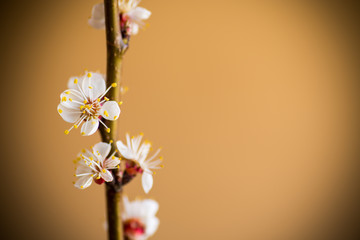 Branch of blooming spring apricots on a orange