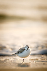 Sanderling