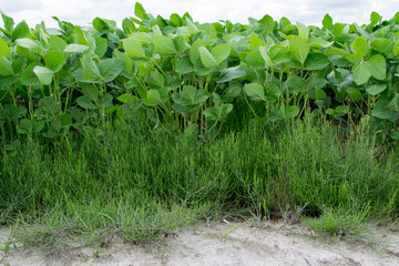 Green ripening soybean field, agricultural landscape
