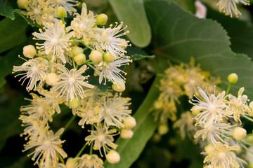 Linden yellow blossom of Tilia cordata tree (small-leaved lime, littleleaf linden flowers or small-leaved linden bloom ), banner close up. Botany blooming trees with white flowers.