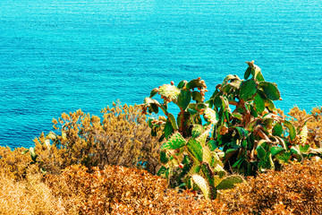 Cactus plant in Villasimius Mediterranean Sea in Sardinia Island Italy