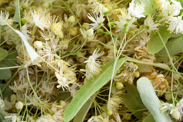 Linden yellow blossom of Tilia cordata tree (small-leaved lime, littleleaf linden flowers or small-leaved linden bloom ), banner close up. Botany blooming trees with white flowers.