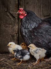 Black hen with newborn chicks.