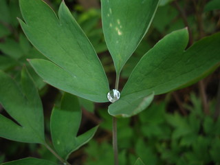 rain drops on a leaf