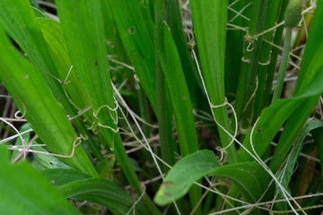 Fototapeta premium The parasite plant wraps the stems of plant cultures with yellow threads and sucks out the vital juice and nutrients. Cuscuta campestris