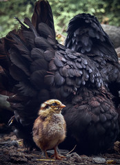 Little chick on a background of chicken.